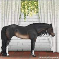 Horse Color:White Spotted Brown 
