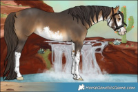 Horse Color:White Spotted Buckskin 