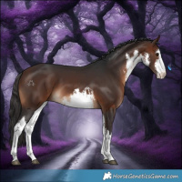 Horse Color:White Spotted Brown 
