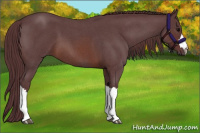 Horse Color:Chocolate Brown Roan 