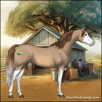 Horse Color:Red Dun Splash 