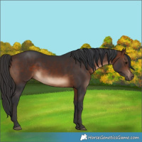 Horse Color:White Spotted Brown 