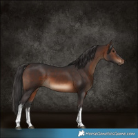 Horse Color:White Spotted Brown