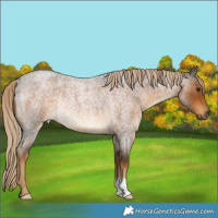 Horse Color:Chocolate Palomino Roan Rabicano