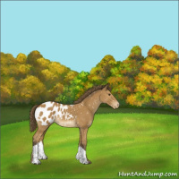 Horse Color:Buckskin Appaloosa 