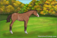 Horse Color:Bay Sabino Appaloosa Rabicano 
