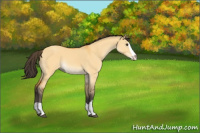 Horse Color:Buckskin Dun Splash