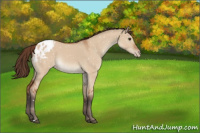 Horse Color:Bay Dun Appaloosa 