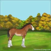 Horse Color:Buckskin Splash 
