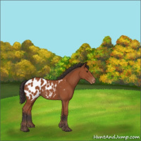 Horse Color:Brown Appaloosa 