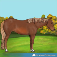 Horse Color:Chestnut 