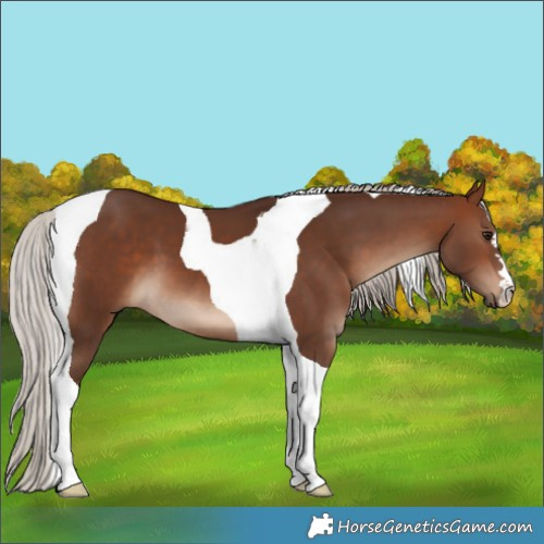 Horse Color:Silver Brown Tobiano 