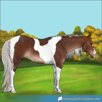 Horse Color:Silver Brown Tobiano 