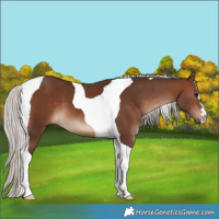 Horse Color:Silver Brown Tobiano