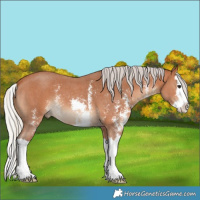 Horse Color:Silver Bay Sabino Splash