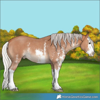 Horse Color:Silver Bay Sabino Splash