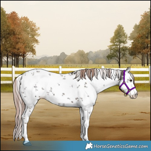 Horse Color:White Spotted Liver Chestnut Sabino Appaloosa 
