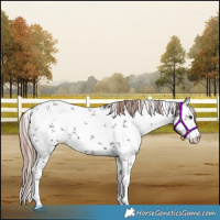 Horse Color:White Spotted Liver Chestnut Sabino Appaloosa 