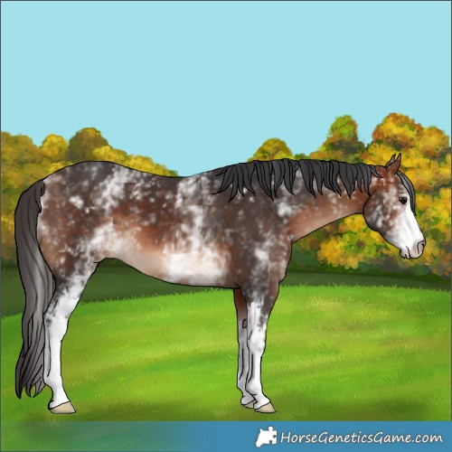 Horse Color:White Spotted Bay 