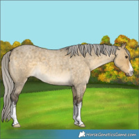 Horse Color:White Spotted Silver Buckskin Roan Dun 