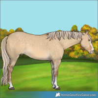 Horse Color:White Spotted Chocolate Palomino Dun 