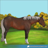 Horse Color:Liver Chestnut Mushroom 