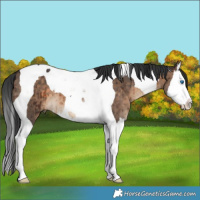 Horse Color:Brown Dun Splash Tobiano Brindle