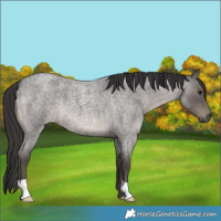 Horse Color:Smoky Blue Roan 