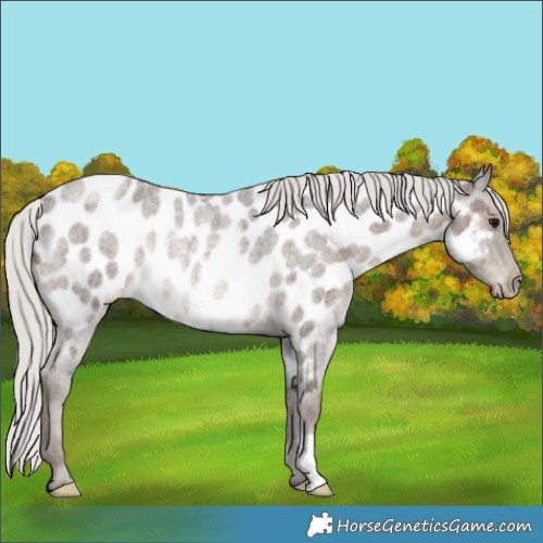 Horse Color:Silver Blue Roan Appaloosa Rabicano