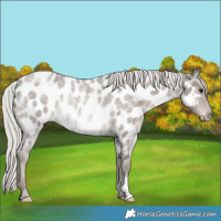 Horse Color:Silver Blue Roan Appaloosa Rabicano 