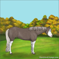 Horse Color:Silver Black Splash 