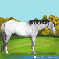 Horse Color:Blue Roan Sabino