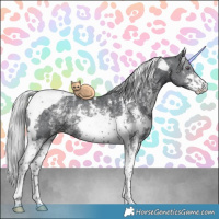 Horse Color:Silver Black Chinchilla Sabino Tobiano Rabicano 