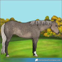 Horse Color:Silver Smoky Grullo 