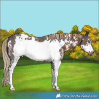 Horse Color:White Spotted Liver Chestnut Sabino Frame 