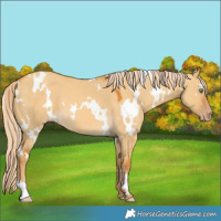 Horse Color:White Spotted Gold Cream Champagne Dun 