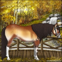 Horse Color:Buckskin Onyx