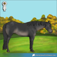 Horse Color:White Spotted Black 