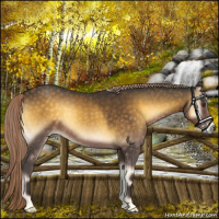 Horse Color:Chocolate Palomino Onyx 