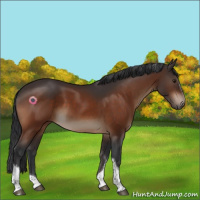Horse Color:White Spotted Brown Tobiano 