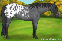 Horse Color:Blue Roan Appaloosa 