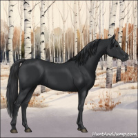 Horse Color:Black 