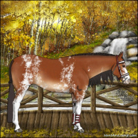 Horse Color:White Spotted Buckskin 