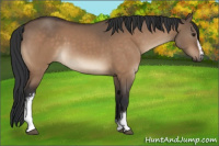 Horse Color:White Spotted Brown Dun 