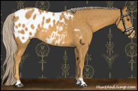 Horse Color:Palomino Appaloosa