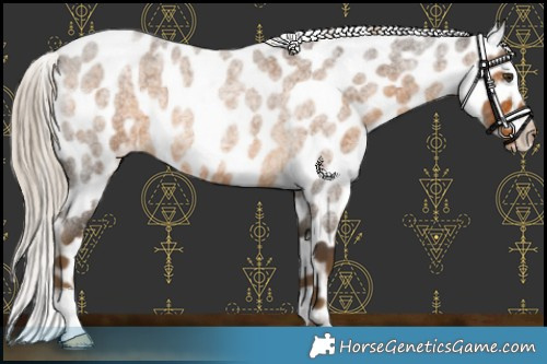 Horse Color:Chocolate Palomino Roan Appaloosa 