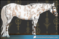 Horse Color:Chocolate Palomino Roan Near Leopard 