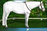 Horse Color:Silver Buckskin Roan Sabino Fewspot Rabicano 