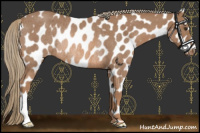 Horse Color:Red Roan Mushroom Appaloosa Rabicano 