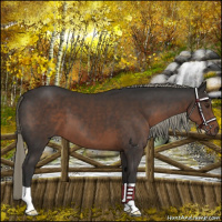 Horse Color:Liver Chestnut Mushroom 